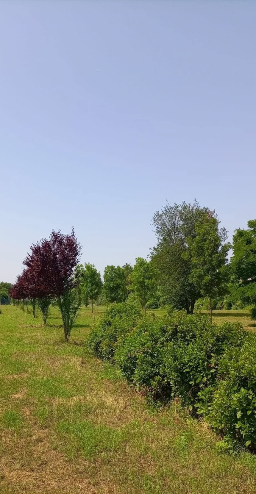 Il bosco urbano di Castelferretti